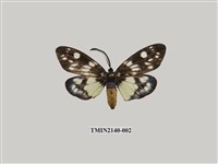 藏品(茶斑蛾)的圖片